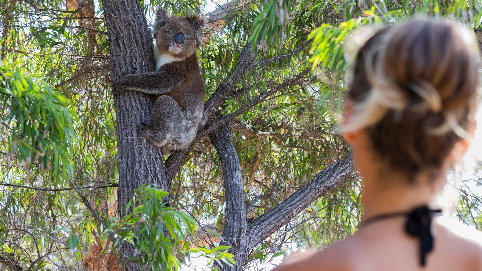 Sprachaufenthalt Australien, Koala