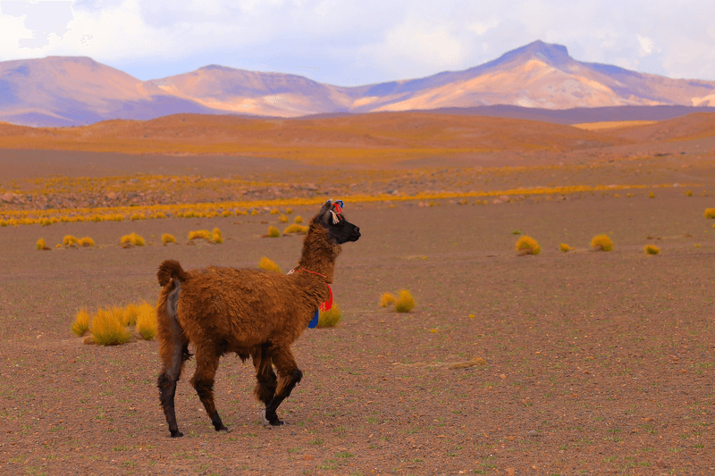 Séjour linguistique Bolivie, Alpaca